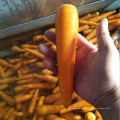 China new season carrot supply fresh carrot export price